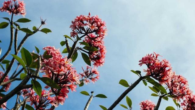 Greatest Plays of All Time