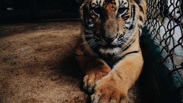 Ultimate Compilation